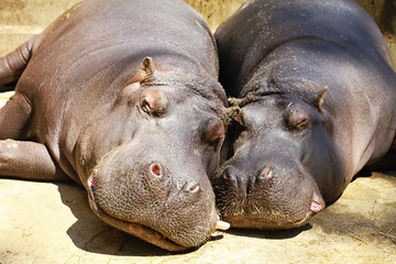 Couple of hippopotamus in loveenjoying the sun. Love concept
