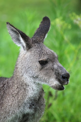 Östliches Graues Riesenkänguru (Macropus giganteus)