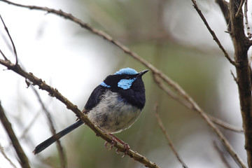 Prachtstaffelschwanz (Malurus cyaneus)