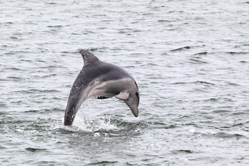 Obraz premium Burrunan-Delfin (Tursiops australis)