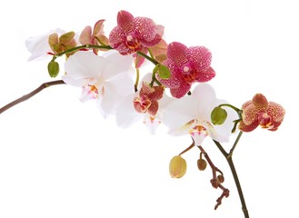 Orchids isolated