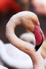 Portrait of the Greater Flamingo (Phoenicopterus roseus)