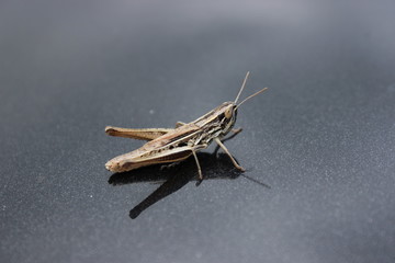 The cricket insect macro shot