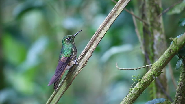 Buff-tailed Coronet, Boissonneaua flavescens, close up in Ecuador 