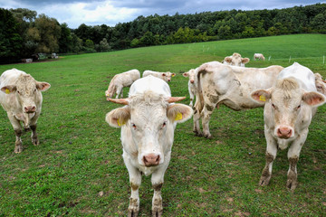 Fototapeta na wymiar Cows, bulls and calves grazing on pasture on a ranch .Livestock feed on traditional rural farm yard, Slovakia