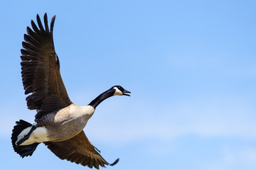 Canada Goose in flight