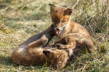 Red fox cubs playing 
