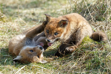 Red fox cubs playing 