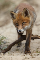 Red fox cub