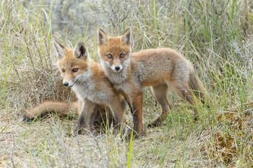 Red fox cubs.