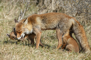 Red fox cubs drinking at mother 