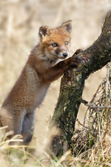 Red fox cub new born