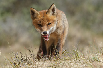 Red fox cub
