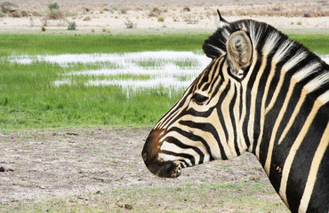 Naklejka premium zebra