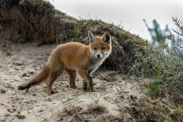 Red fox cub
