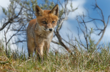 Fototapeta premium Red fox cub and a blue sky