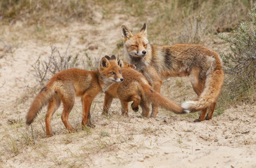 Naklejka na ściany i meble Red fox family 