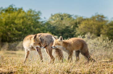 Naklejka na ściany i meble Red fox mother and her cub