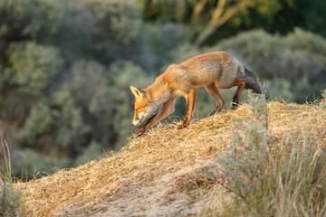 Red fox cub in the dunes