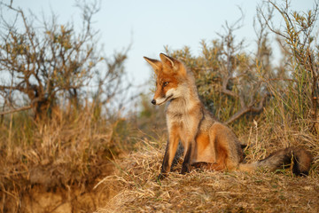 Fototapeta premium Red fox cub in evening light 