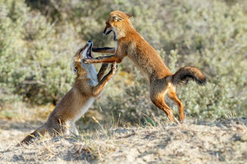 Red fox cubs fighting