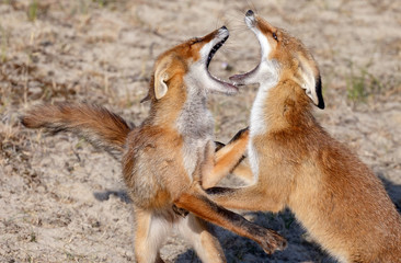 Red fox cubs fighting