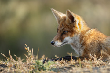 Red fox cub portrait 