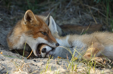 Red fox cubs playing