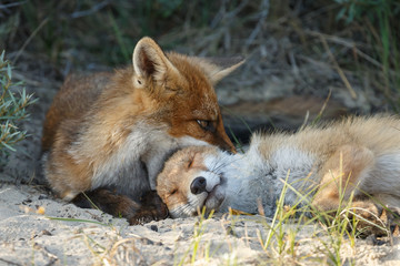 Red fox cubs playing