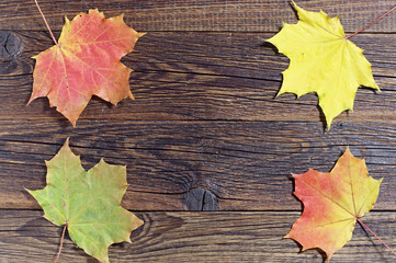 Naklejka na ściany i meble Colorful maple leaves