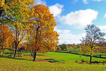 autumn trees in park