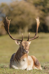 Fallow deer during mating season