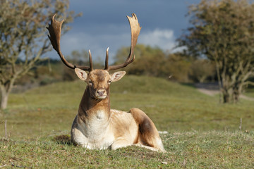 Fallow deer during mating season