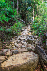 The path in the tropical jungles of South East Asia