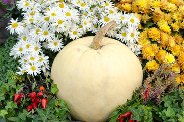 White pumpkin and fall flowers