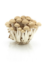 Bunashimeji, Japanese mushroom