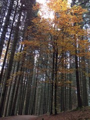 autumn in the forest