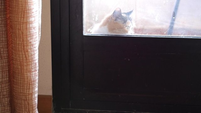 gato entrando en casa por la terraza