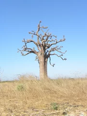 Afwasbaar Fotobehang Baobab baobab