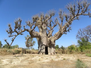 Deurstickers Baobab baobab