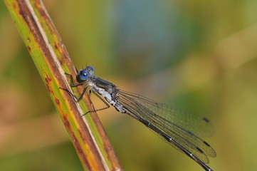 agrion