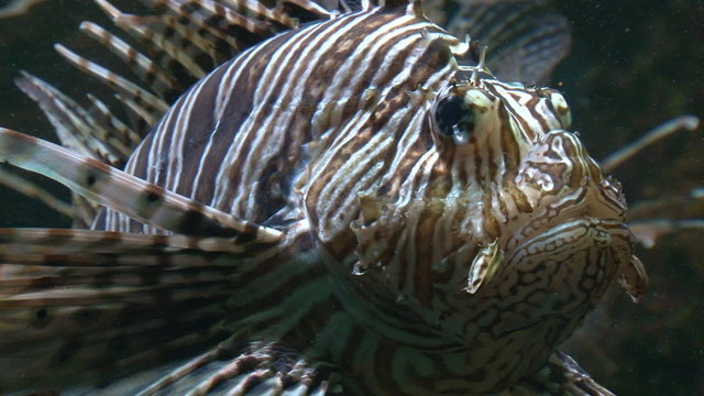 close up - fish samara