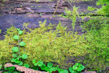 wet wood texture and fern