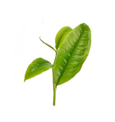 Obraz premium liści zielonej herbaty na białym tle