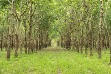 Stock Photo:.Rubber tree background,