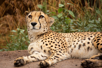 Cheeta resting in a shade