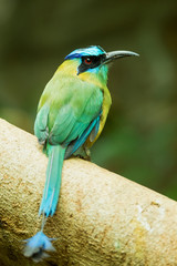 Blue-crowned Motmot sitting on a tree
