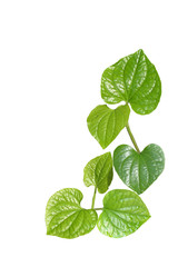 Wildbetal Leafbush, tropical heart shape leaves, on white background, Thailand. Concept, grow love.
