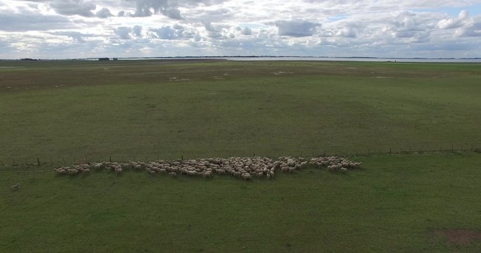 Aerial drone scene of sheep herd running through the countryside. Sheep separates in two groups, they run beside the farm fence. Frome close up scene to a distant point of view.