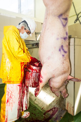 Slaughterhouse worker expertly harvests pork blood,a vital ingredient in the red meat industry,used to create a wide range of specialty products.